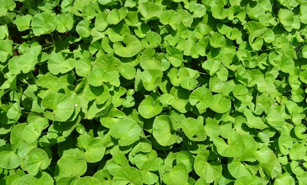 brahmi-waterhyssop environment day