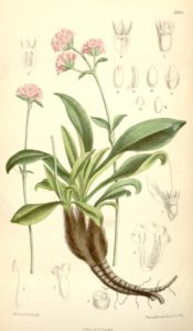 Nardostachys_jatamansi_DC spikenard the healthy ayurveda