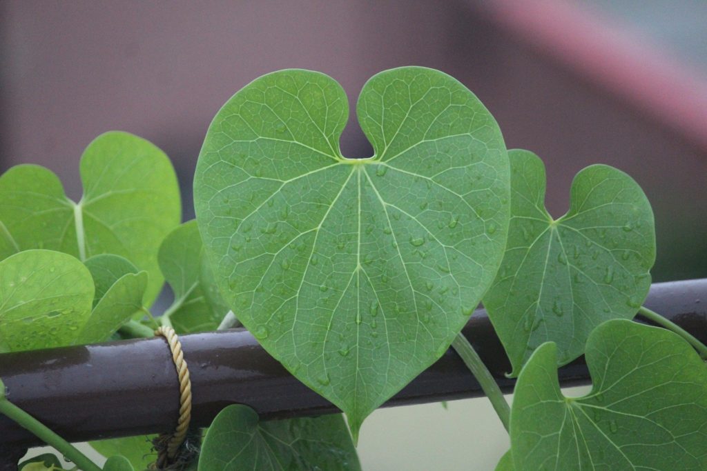 giloy-tinospora-cordifolia environment day plant