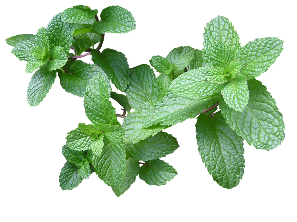 Mint medicinal uses environment day