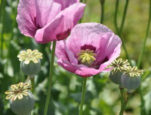 Read more about the article अहिफेन-Papaver somniferum